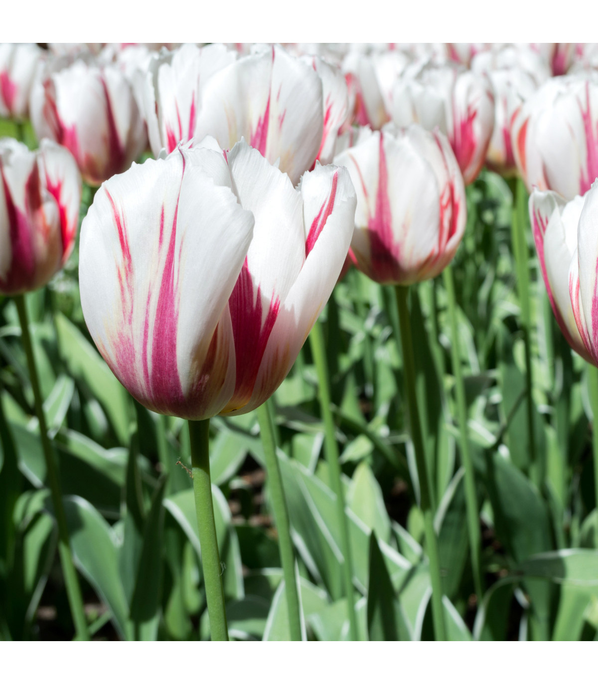 Tulipán Happy Generation - cibuľoviny z Holandska - 3 ks