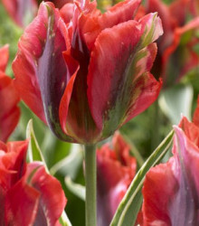 Tulipán Hollywood star - cibuľoviny z Holandska - 3 ks