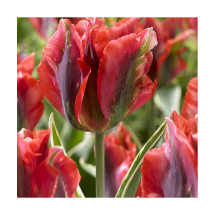 Tulipán Hollywood star - Tulipa - cibuľoviny - 3 ks
