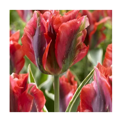Tulipán Hollywood star - Tulipa - cibuľoviny - 3 ks