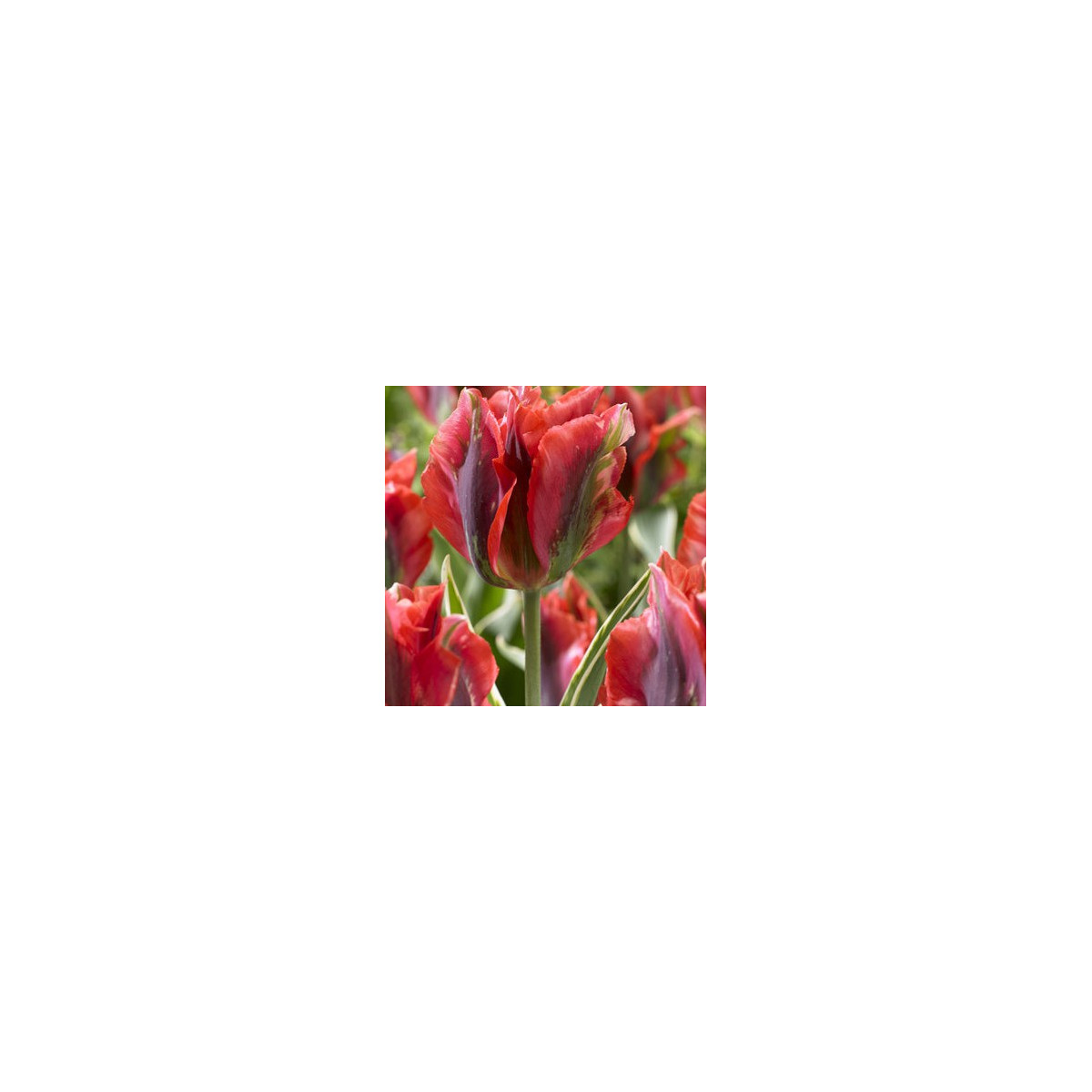 Tulipán Hollywood star - Tulipa - cibuľoviny - 3 ks