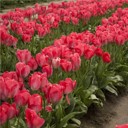 Tulipán Judith Leyster - Tulipa - cibuľoviny - 3 ks