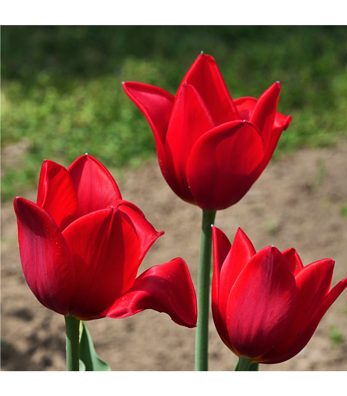 Tulipán Kingsblood cibuľky - cibuľoviny z Holandska - 3 ks