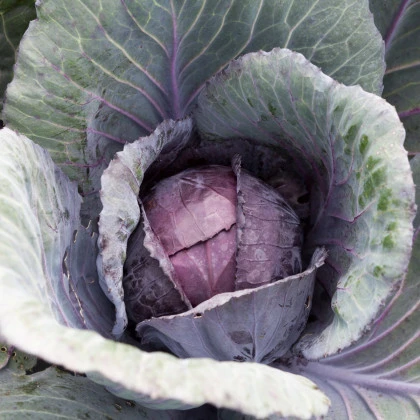 Kapusta červená poloneskorá Pourovo - Brassica oleracea - semená kapusty - 200 ks