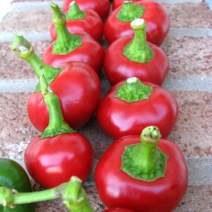 Paprika Red Cherry - Capsicum annuum - semená papriky - 7 ks