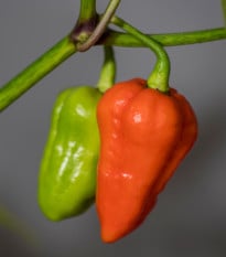 Chilli červené 7 pot - Capsicum chinense - semená chilli - 6 ks