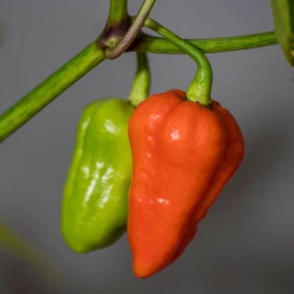Chilli červené 7 pot - Capsicum chinense - semená chilli - 6 ks