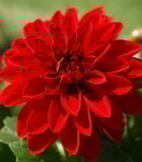 Georgína Arabian Night - Dahlia - hľuzy georgín - 1 ks