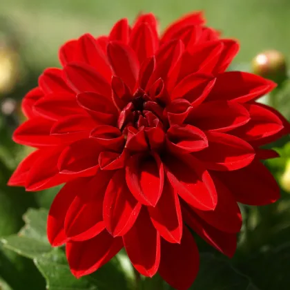 Georgína Arabian Night - Dahlia - hľuzy georgín - 1 ks