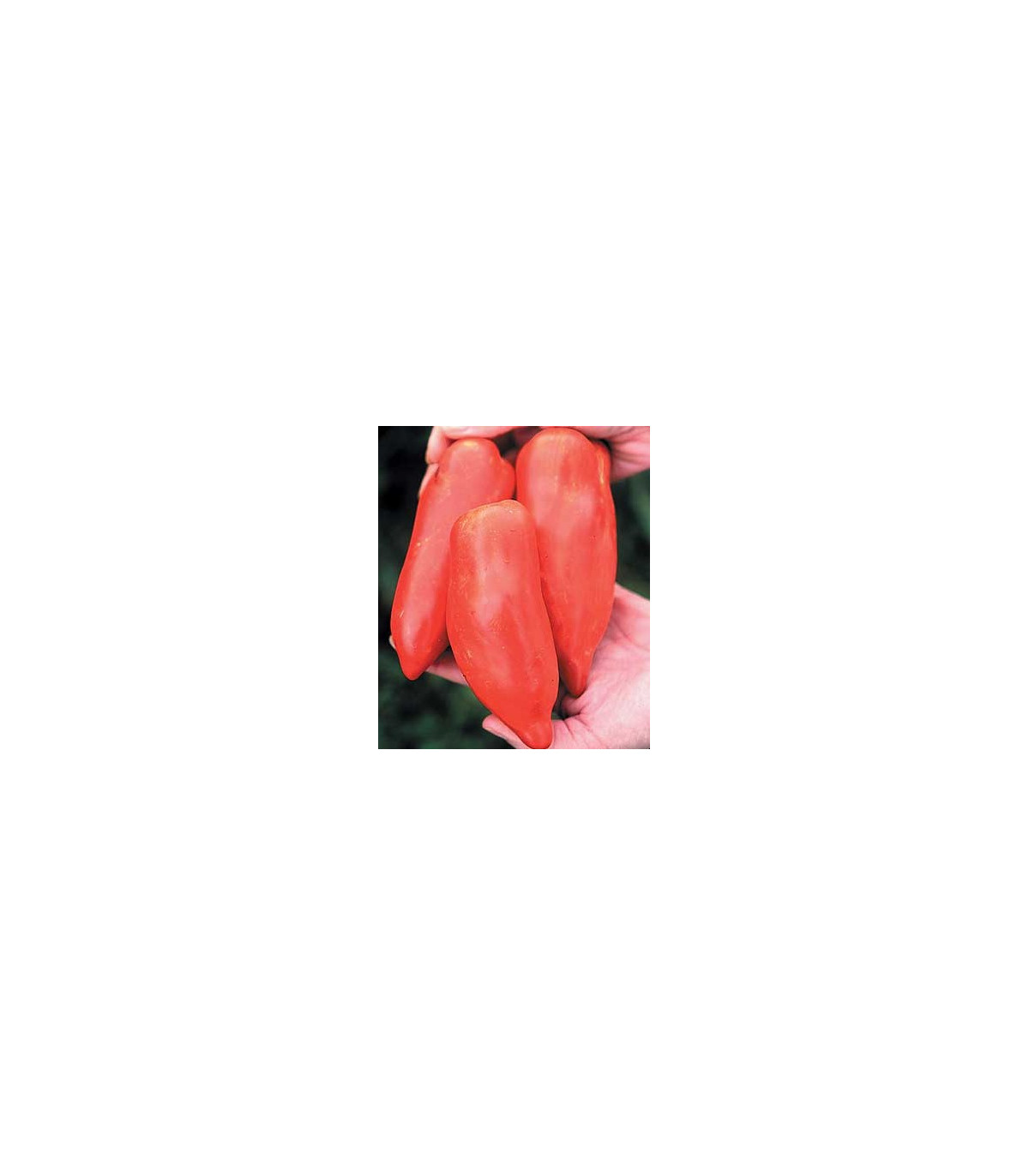 Paradajka Howard - Lycopersicon esculentum - semená paradajky - 7 ks
