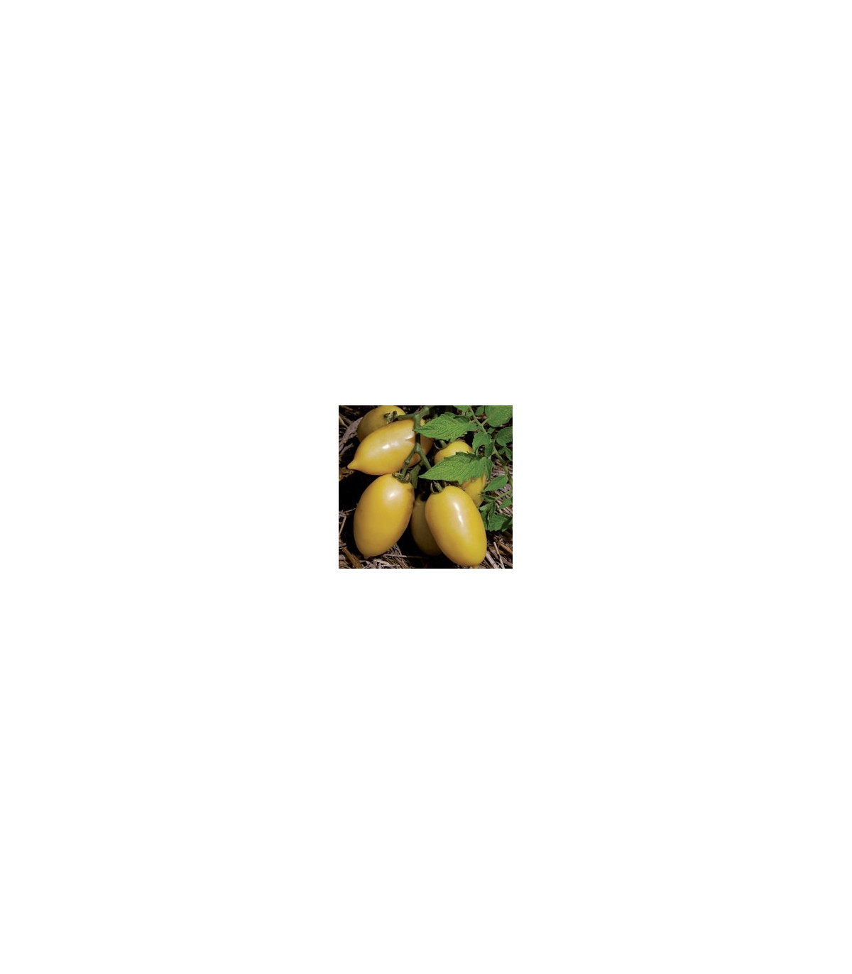 Paradajka Párok - Lycopersicon esculentum - semená paradajky -  6 ks
