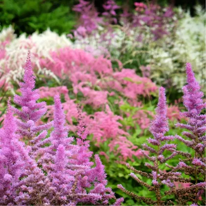 Astilba Arendsova - mix farieb - Astilbe arendsii - semená - 10 ks