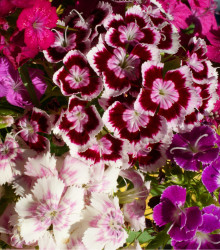 Klinček bradatý plnokvetý - zmes farieb - Dianthus barbatus - semená - 300 ks