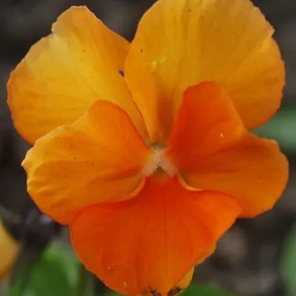 Fialka Padparadja F2 - Viola wittrockiana - semená fialky - 30 ks