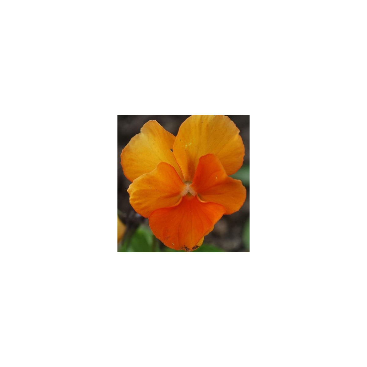 Fialka Padparadja F2 - Viola wittrockiana - semená fialky - 30 ks