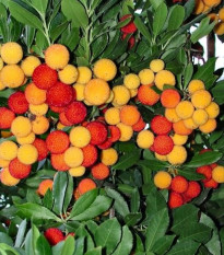 Planika obyčajná - Arbutus unedo - semená jahodovca - 5 ks