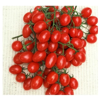 Paradajka Rosalita - Lycopersicon esculentum - semená paradajky - 7 ks
