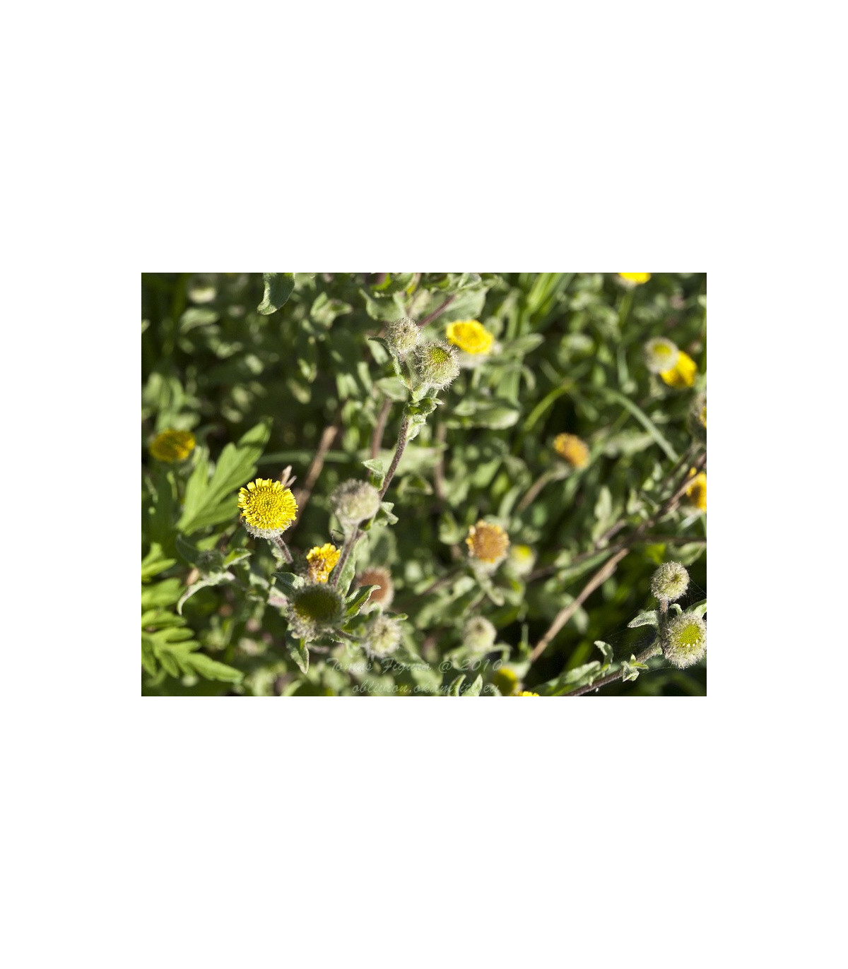 Blšník obyčajný - Pulicaria vulgaris - semená blšníka - 50 ks