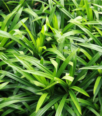 Palmová tráva - Setaria palmifolia - semená palmovej trávy - 10 ks