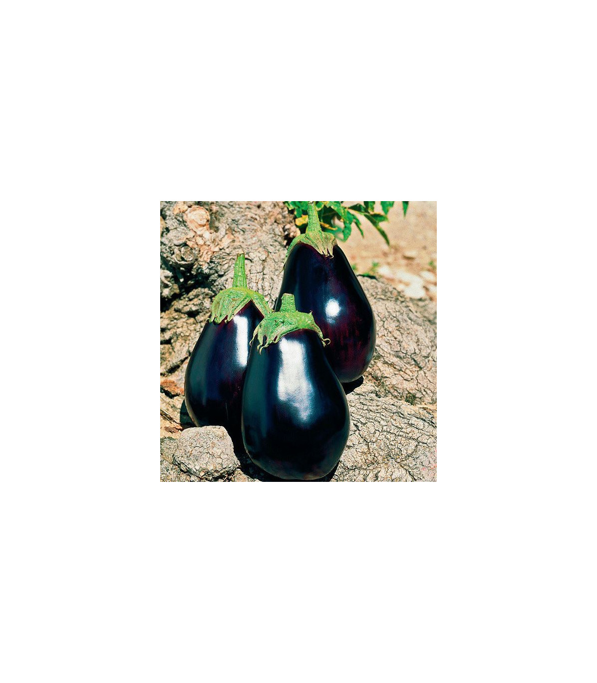 Baklažán vajcoplodý český raný - Solanum melongena - semená baklažánu - 100 ks