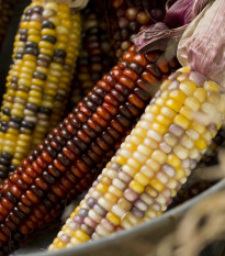 Kukurica okrasná Multicolor Amero Mix - Zea mays - semená kukurice - 15 ks