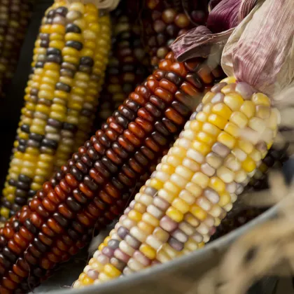 Kukurica okrasná Multicolor Amero Mix - Zea mays - semená kukurice - 15 ks