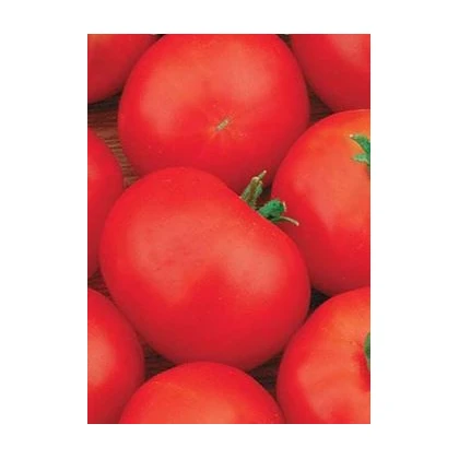 Paradajka Hana - kríkové paradajky - Lycopersicon Esculentum - semená paradajok - 20 ks