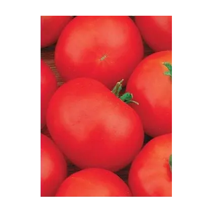 Paradajka Hana - kríkové paradajky - Lycopersicon Esculentum - semená paradajok - 20 ks
