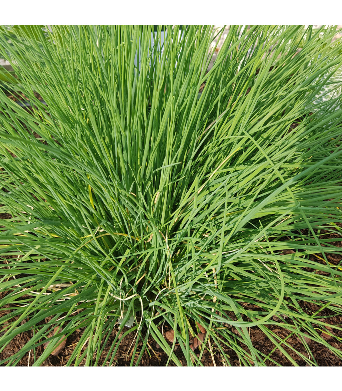 Pažítka Polyvert - Allium schoenoprasum L.- semená pažítky - 0,4 g