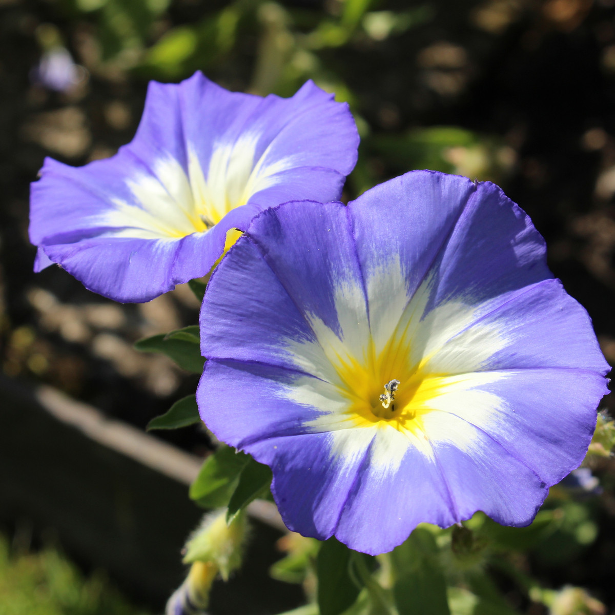 Pupenec trojfarebný Royal Ensign - predaj semien - Convolvulus tricolor - 0,7 gr
