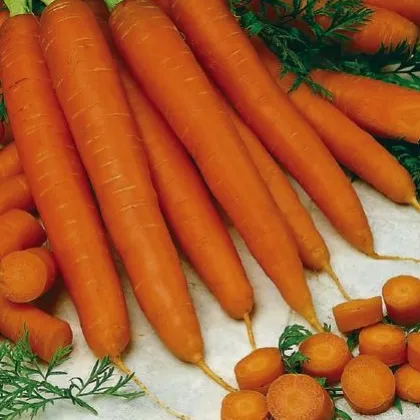 Mrkva ranná Gonsenheimer Treib - Daucus carota - semená mrkvy - 1 g