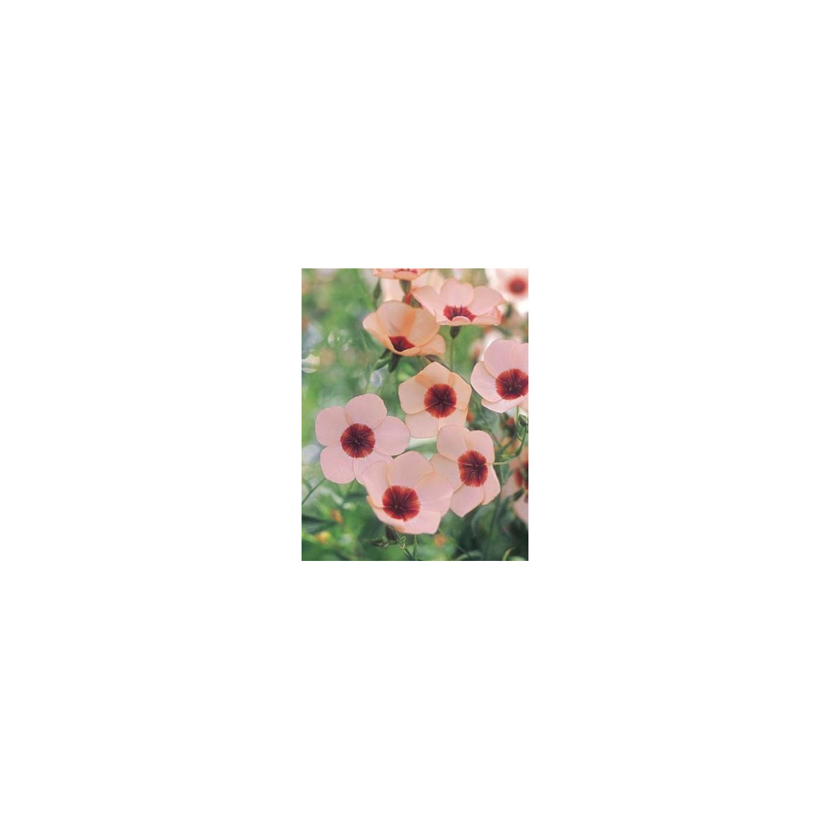 Ľan veľkokvetý Charmer Salmon - Linum grandiflorum - semená - 20 ks
