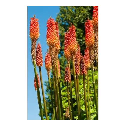 Kniphofia uvaria Tritoma - Fakľovka aloovitá Hot Poker - semená - 4 ks