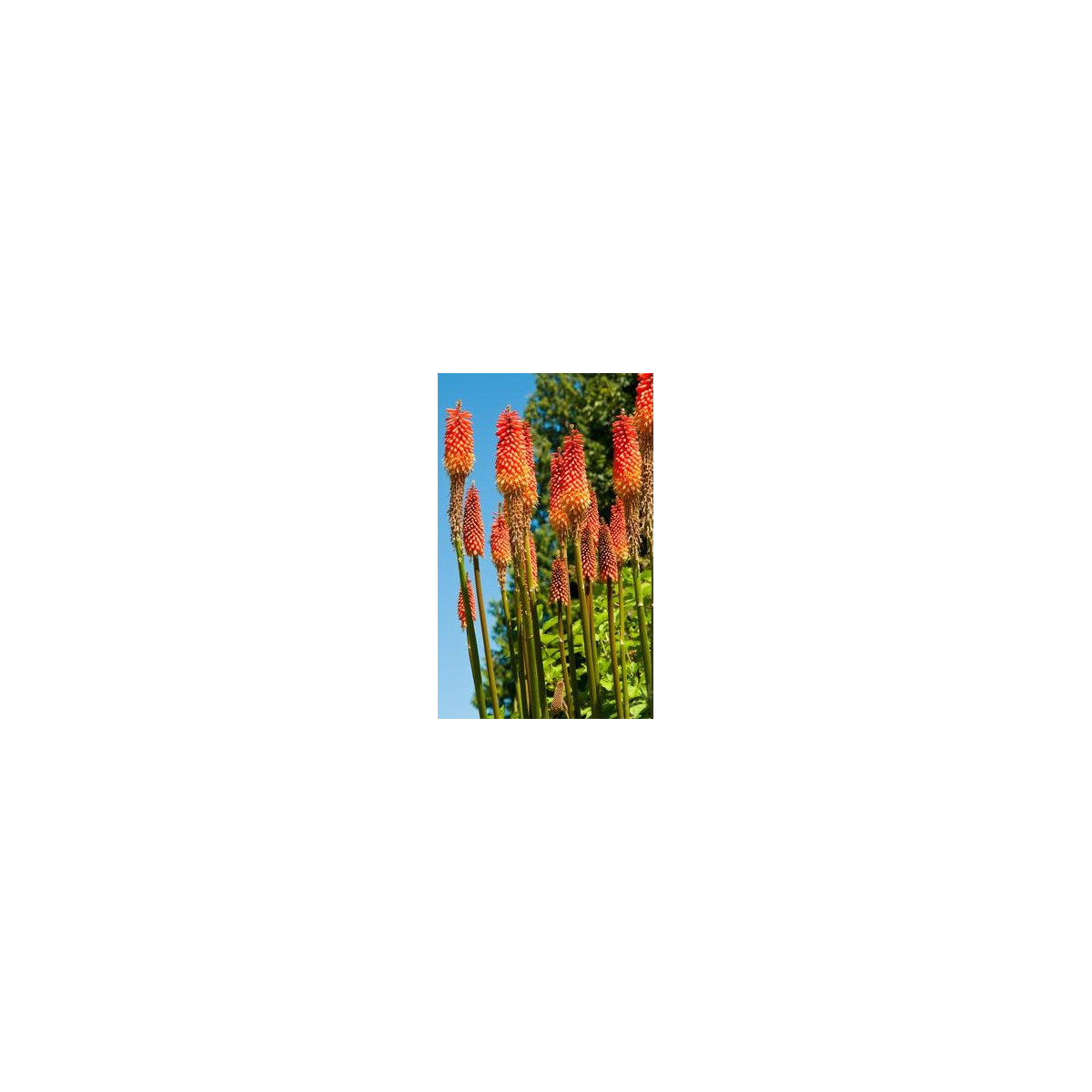 Kniphofia uvaria Tritoma - Fakľovka aloovitá Hot Poker - semená - 4 ks