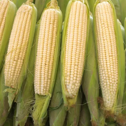 Kukurica cukrová Tasty Sweet F1 - Zea Mays - semená kukurice - 16 ks