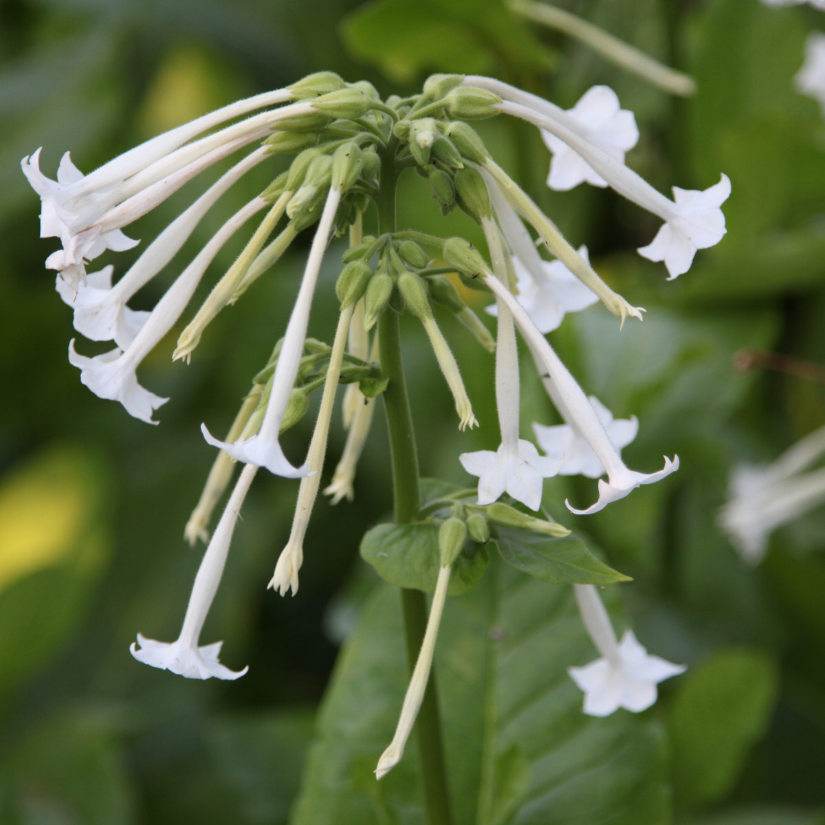 Tabak Only the lonely - Nicotiana sylvestris - semená tabaku - 25 ks