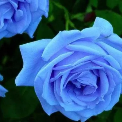 Ruža popínavá svetlo modrá - Rosa - semená ruží - 5 ks