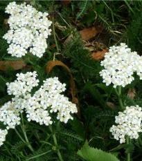 Rebríček obyčajný Yarrow - Achillea millefolium - semená - 200 ks