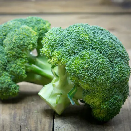 Brokolica Green Magic F1 - Brassica oleracea L. - semená - 20 ks