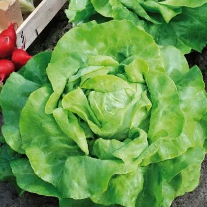 Šalát hlávkový maslový Mafalda - Lactuca sativa - bio osivo šalátu - 0,1 g
