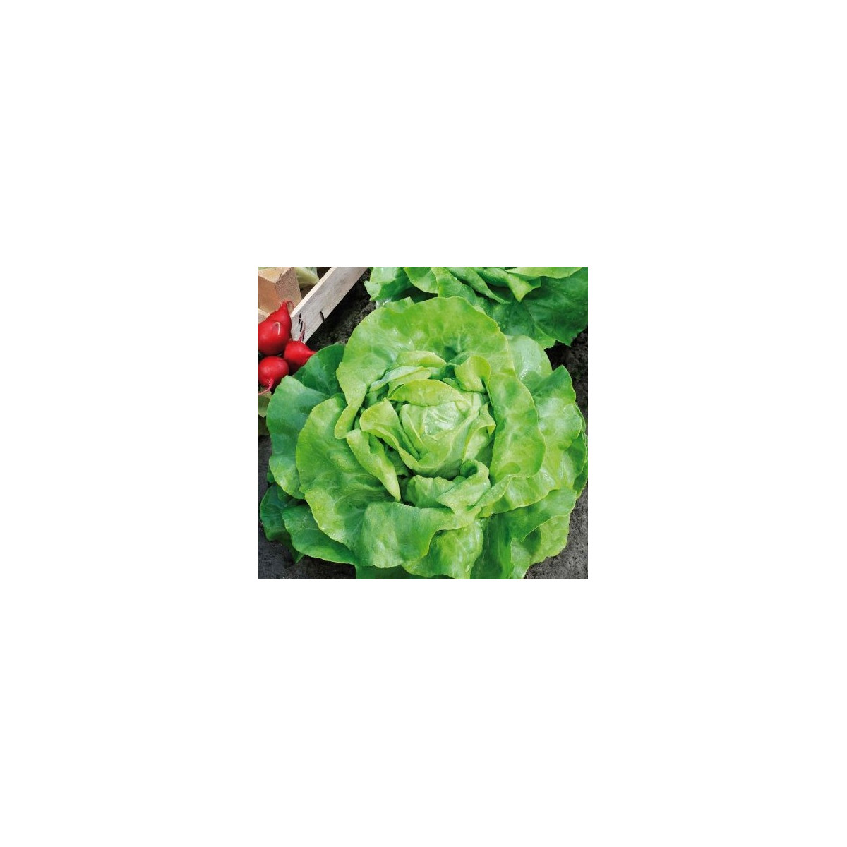 Šalát hlávkový maslový Mafalda - Lactuca sativa - bio osivo šalátu - 0,1 g