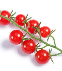 Rajčiak ribezľový Sweet Pea - červená farba - Solanum pimpinellifolium - predaj semien divokých rajčiat - 6 ks