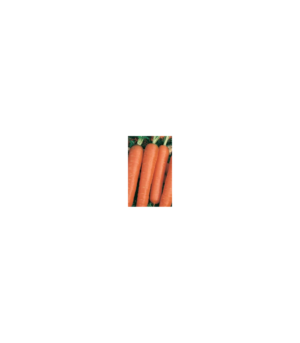 Mrkva pravá Jubila - Daucus carota - semená mrkvy - 1 g