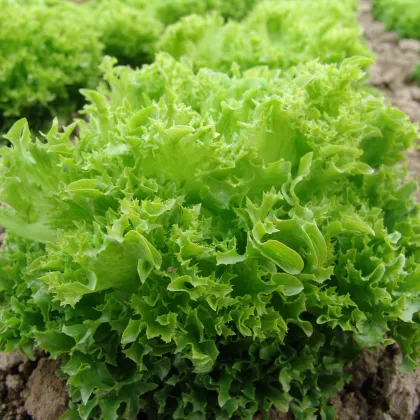 Šalát listový Rekord - Lactusa sativa - semená - 0,3 g