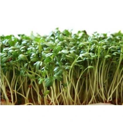 Žerucha zahradná - Lepidium sativum - semená žeruchy - 2,5 g