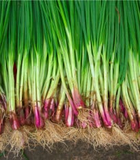 Cibuľa ozimná Welsh červená - Allium fistulosum L. - semená - 500 ks