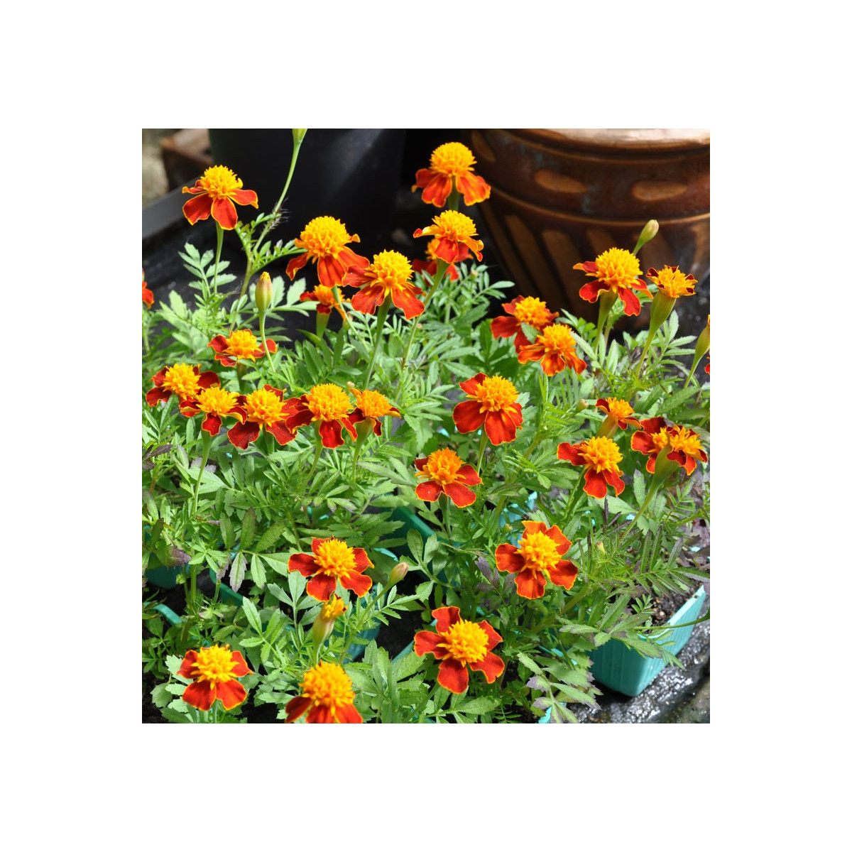 Aksamietnica rozložitá Orange flame - Tagetes patula nana - semená aksamietnice - 0,3 g
