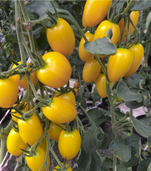 Previsnutý rajčiak Tom Yellow - Lycopersicon Esculentum - semená previsnutých rajčín - 8 Ks