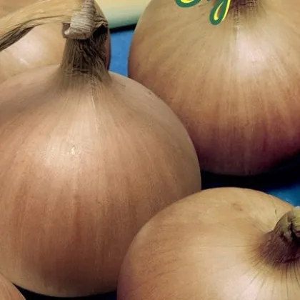 Cibuľa jarná Signum - Allium cepa - semená cibuľky - 0,5 g