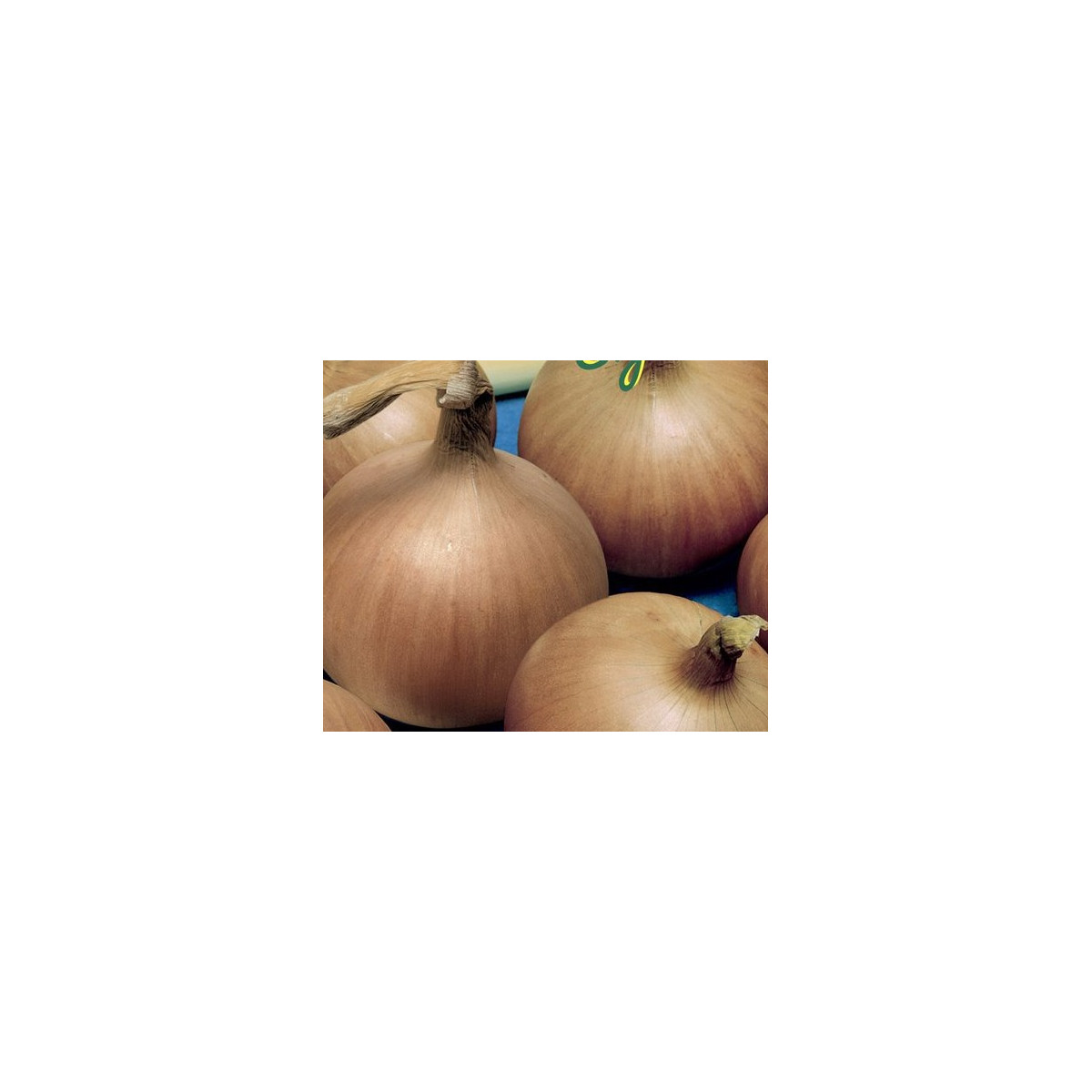 Cibuľa jarná Signum - Allium cepa - semená cibuľky - 0,5 g